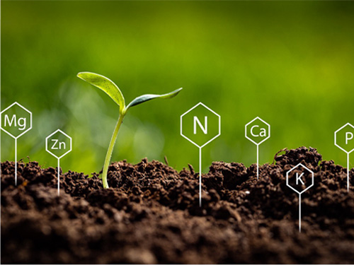 A plant sprout in soil