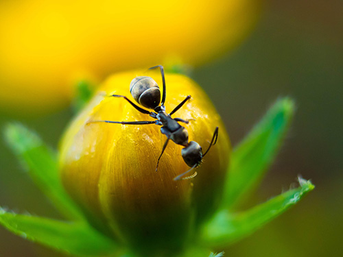 ant