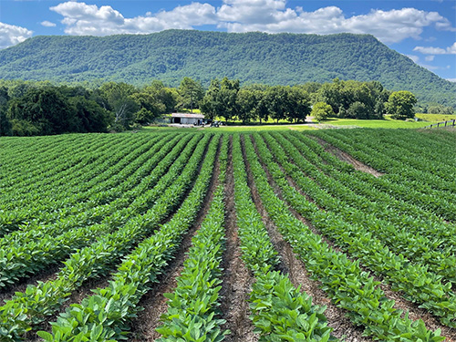 Soy bean crops