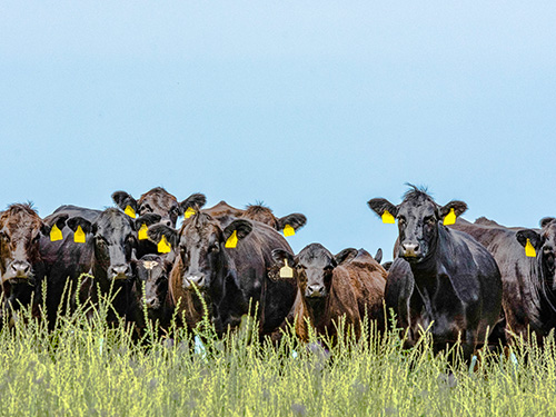 A herd of cattle