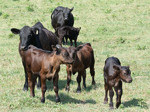 Beef cattle in a field.