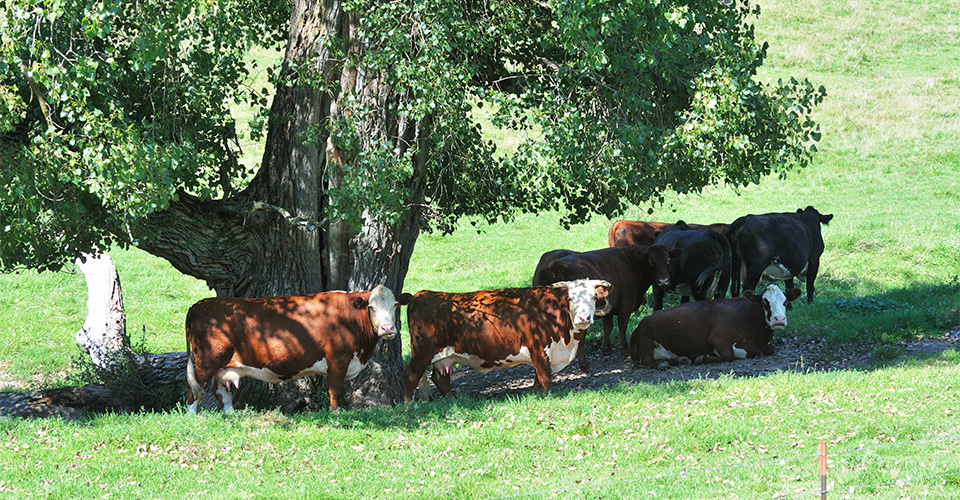 Beef cattle under the shade tree in the summer