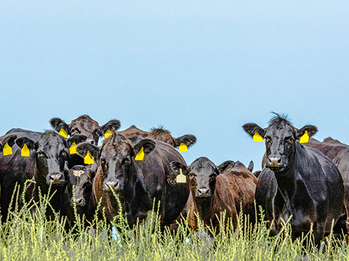 beef cattle standing in a field