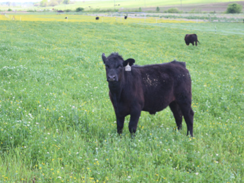 Cows in a field one is looking at the camera