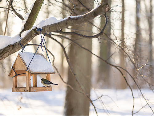 A bird perched on a bird feeder in a snowy forest.