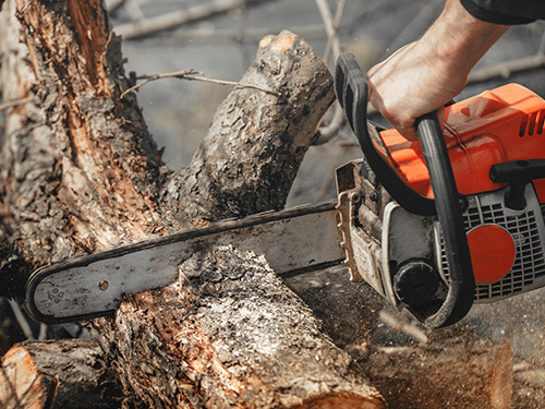 An up close image of a chainsaw cutting through a tree.