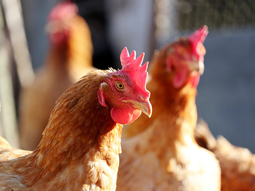 An up close photo of chickens in a coop.