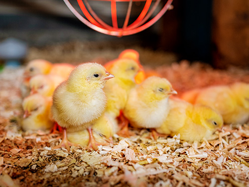 Freshly hatched chicks sitting beneath a heat lamp.