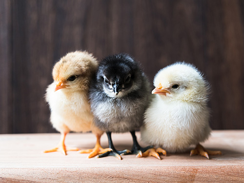 Three chicks huddled together.