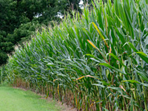 Rows of corn in a field.