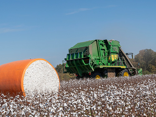 Cotton being harvested