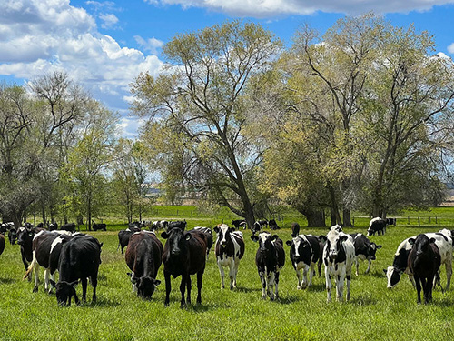 A herd of cattle grazing in a pasture surrounded by trees.