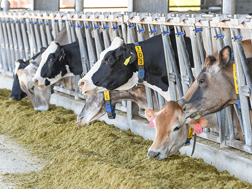 Dairy cattle with silage