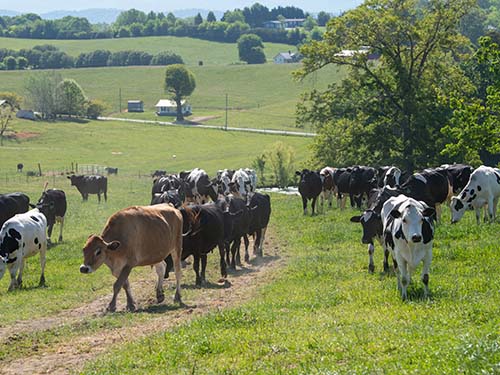 dairy cows walking up a hill