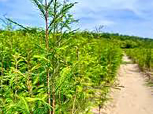 A close up of a field with a bright blue sky behind it.