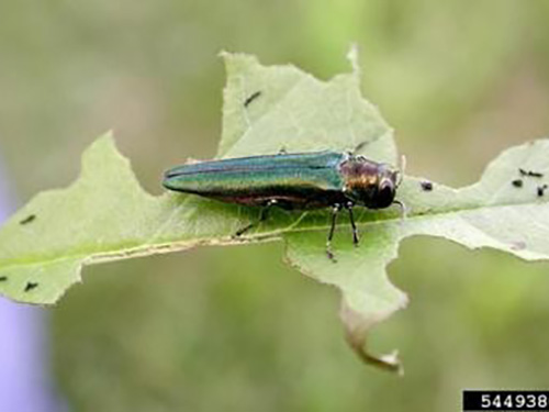 emerald ash borer (Agrilus planipennis)