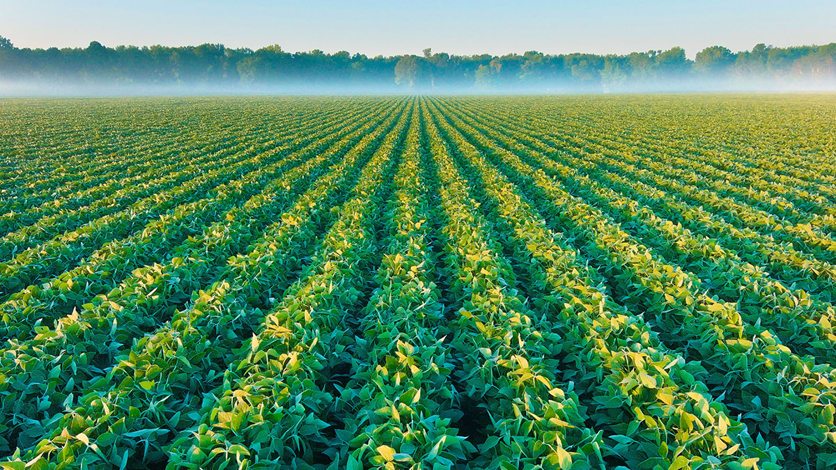 A field in the morning with fog in the distance