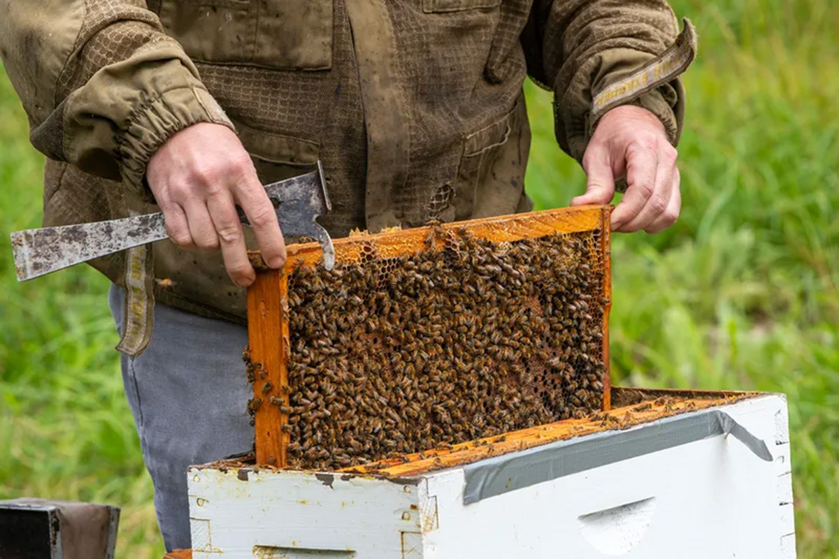 Jody uses a hive tool to dislodge each frame as he searches for the queen.