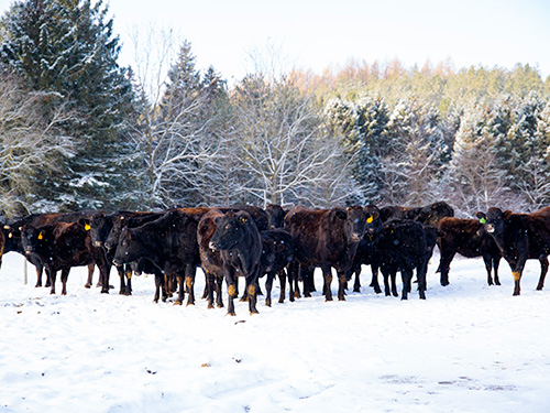 Cattle standing in a snowy field surrounded by trees.