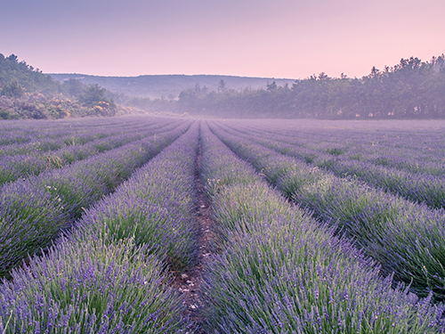 Lavender fields