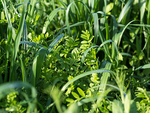 Up close shot of cover crops in a field.