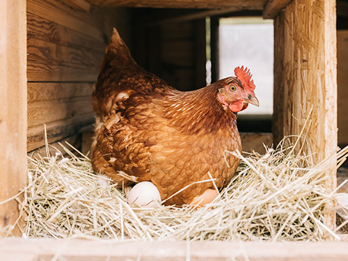 A hen sitting on top of her eggs in a coop.
