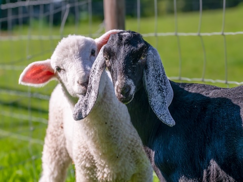 A sheep and a goat next to a fence
