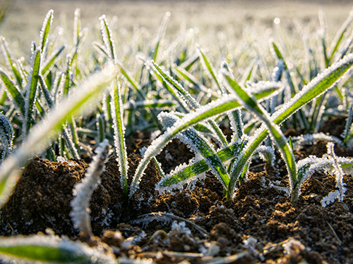 Up close shot of crops and the ground covered in frost. 