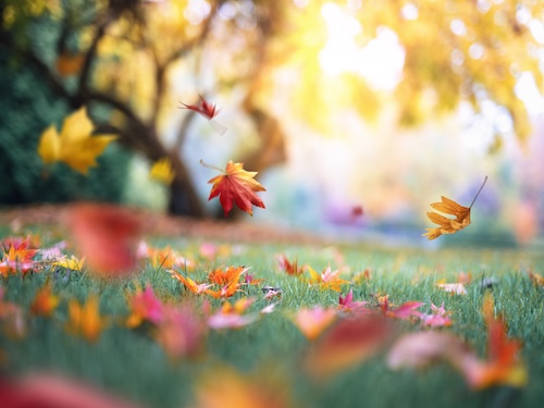Leavings falling to the ground in the fall