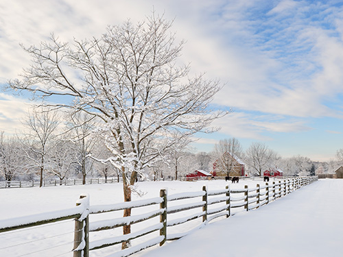 A snowy field filled with cattle.