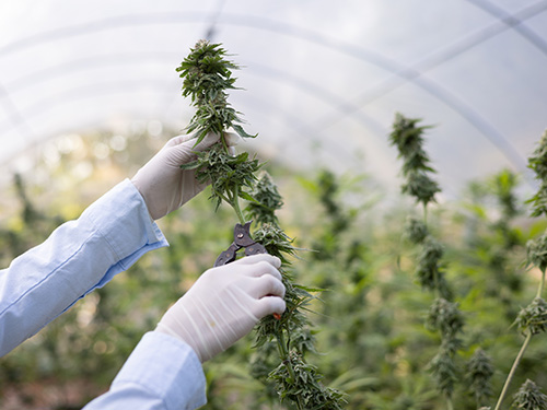Someone cutting from a hemp plant