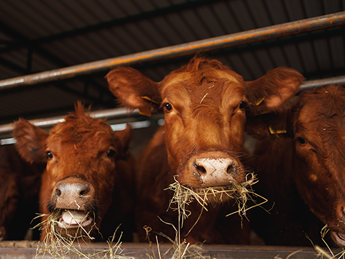 Cattle eating hay in a barn