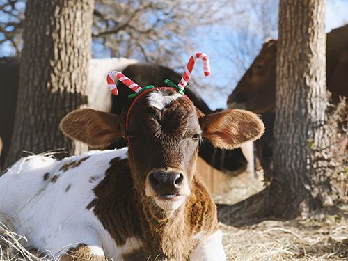 A cow laying down in front of trees with candy cane antlers on its head.