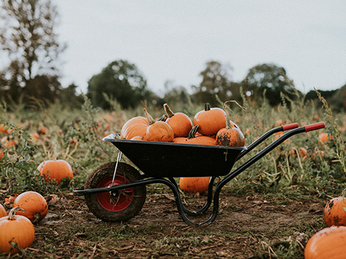 Pumpkins in a wheelbarrow