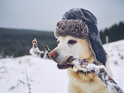 A dog out in a snowy field, wearing a fluffy hat, while holding a stick in its mouth