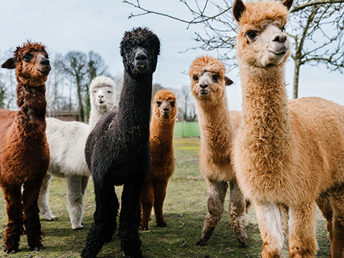 A small herd of alpacas