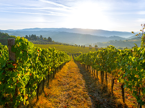 A vineyard