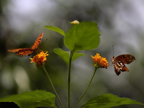 Butterflies on orange flowers