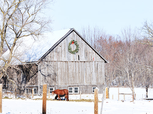 Two horses grazing from a pile of hay in a snowy field next to a barn.