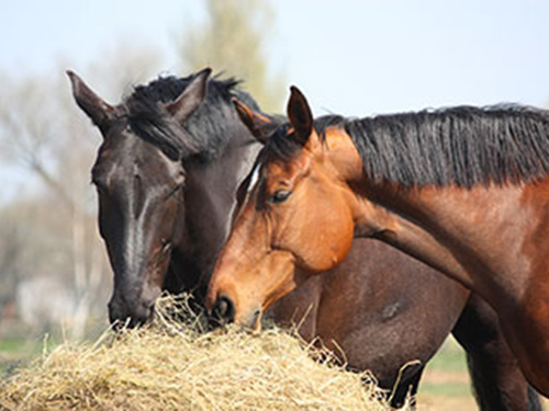 Two horses grazing from a pile of hay in a field.