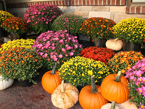 Several potted mums of bright orange, yellow, pink, and red varieties.