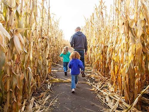 A dad and his two kids running around in a corn maze.