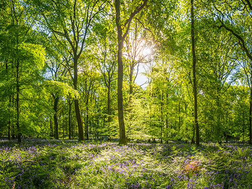 A bright and flourishing forest