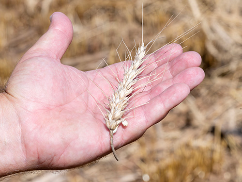 An up close look at a harvested crop.