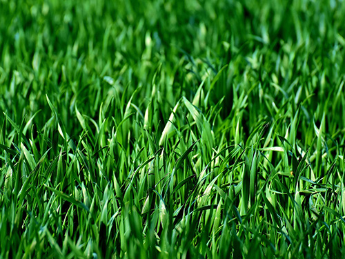 grass