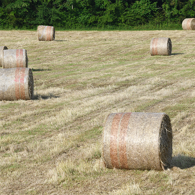hay bales in a field