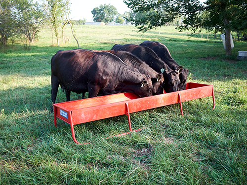 Cows eating from a trough in a field.