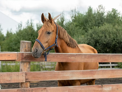A horse standing in a fenced in pasture.