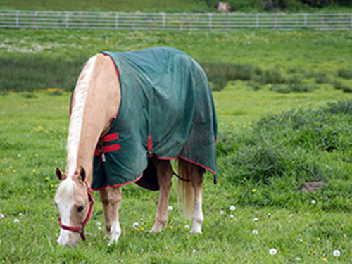 A horse eating grass in a fenced in pasture.