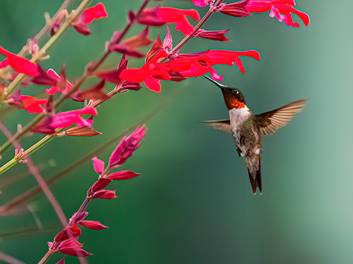 A hummingbird flying towards a flower.